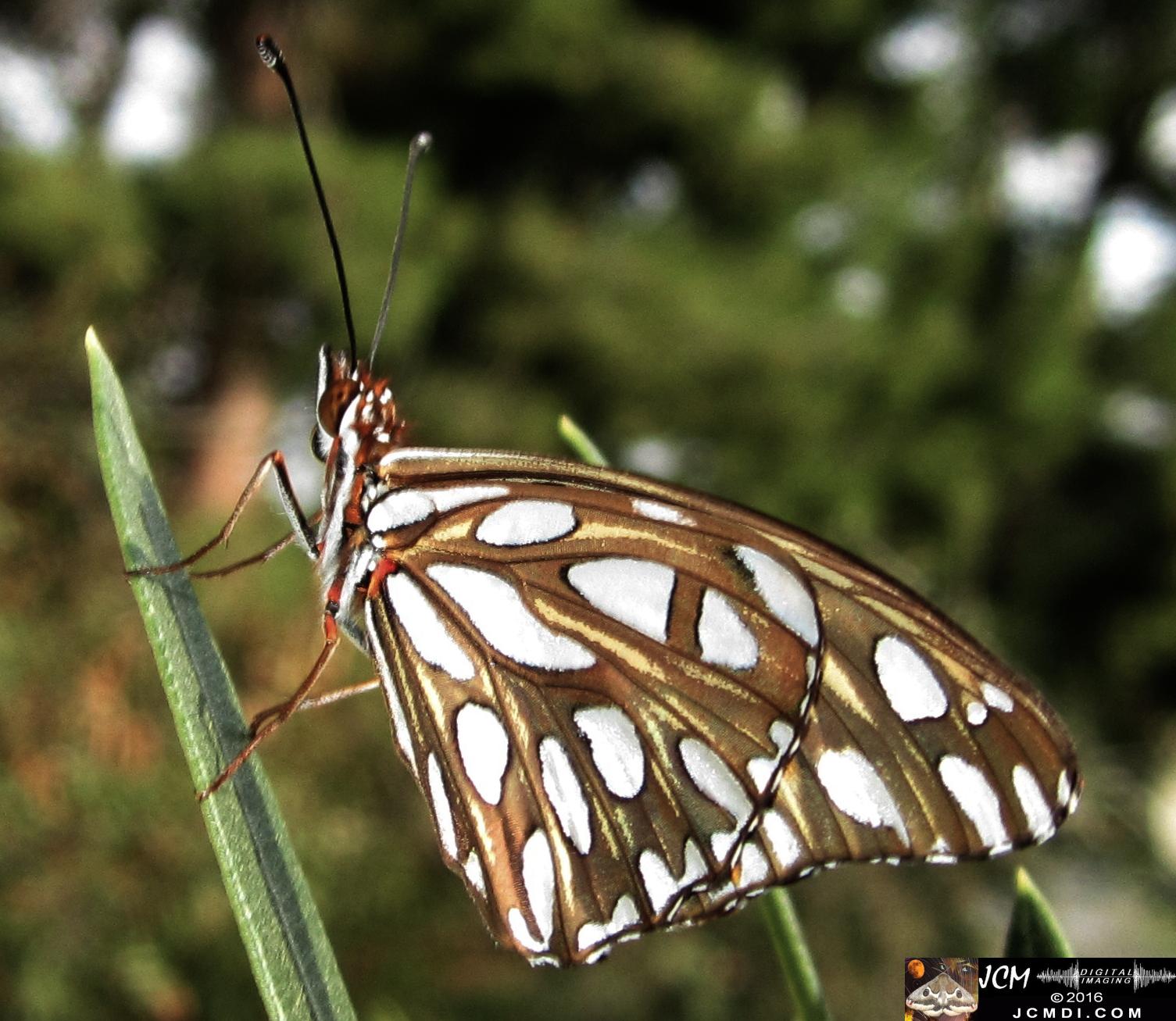 20160920 IMG_0797 Gulf Fritillary Butterfly emerged in sunlight.jpg